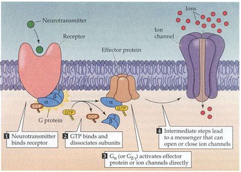 TJ. Adenylate Cyclase An enzyme that catalyses ATP to form 3’,5’-cyclic ...