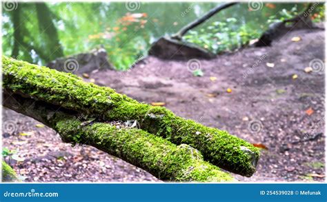 Forest, Park and Picnic Area of Bom Jesus Do Monte in Braga, Portugal Stock Photo - Image of ...