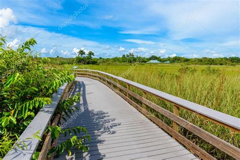 Anhinga Trail Everglades National Park Florida Usa — Stock Photo © SimonDannhauer #192283896