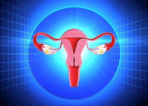 Female Reproductive Anatomy