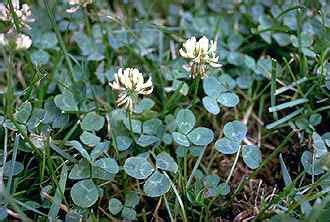 Clover Wild Edible Plants For Survival