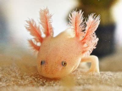 How Axolotl Regeneration Works? - Axolotl Nerd