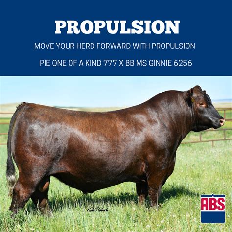 Five Red Angus Bulls You Should Know - ABS Global US