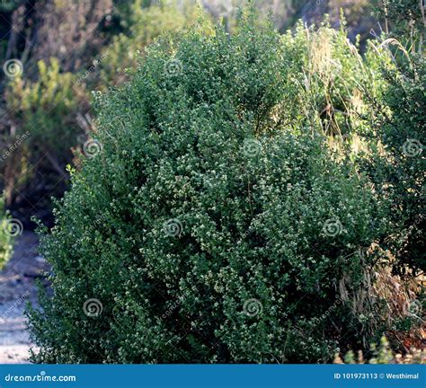 Coyote Brush Baccharis Pilularis Flowers And Seeds Stock Photography | CartoonDealer.com #123172196