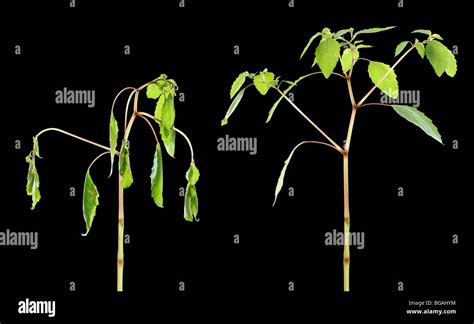 A jewelweed plant, Impatiens capensis, flaccid from lack of water (left), and turgid after ...