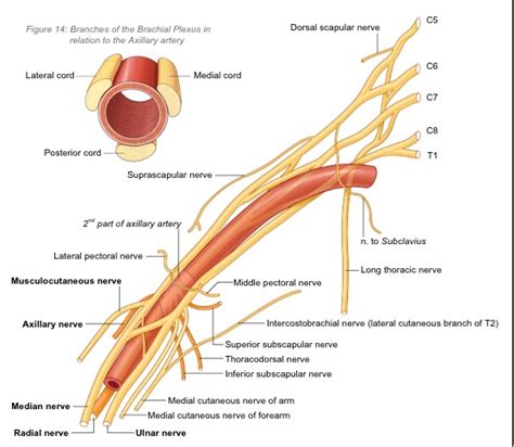 Ultrasound Guided Suprascapular Nerve Block - James Cook Regional Anaesthesia Course