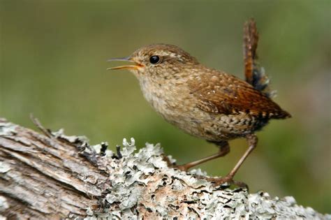 Winter Wren | Bird photo, Birds