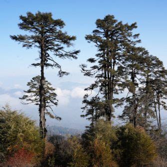 Dochula Pass- Bhutan's highest mountain pass (spectacular view)