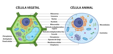 Célula Animal