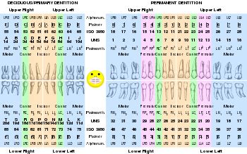 Universal Numbering System - Wikipedia