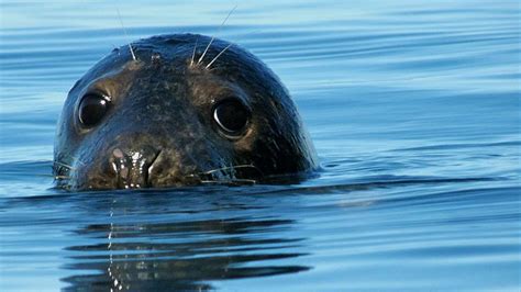 Climate change is affecting when grey seals give birth, scientists say ...