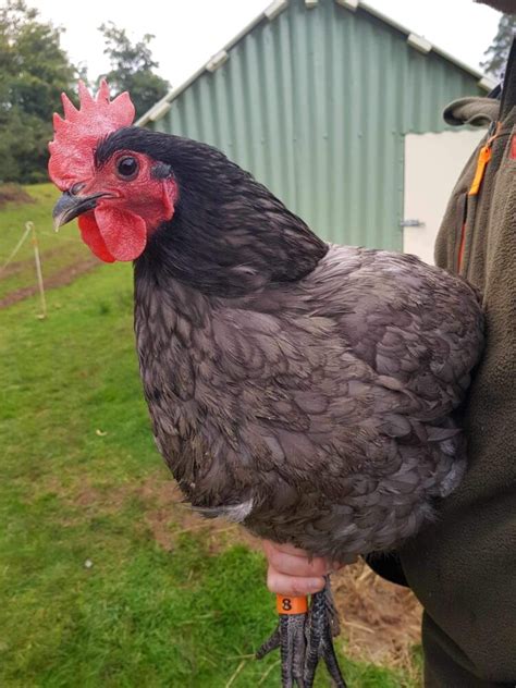 Fertile splash and blue australorp eggs | EggSellent.com.au