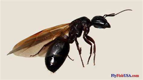 Winged Carpenter Ant Queen Fly