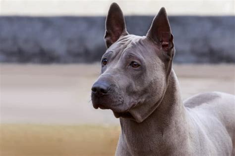 Thai Ridgeback Dog Breed: Info, Pictures, Facts, & Traits – Dogster