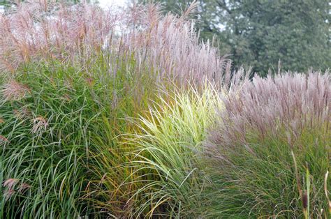 How to Grow and Care for Chinese Silver Grass