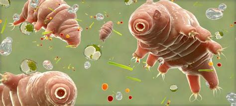 7 Amazing Tardigrade Facts | How Do Water Bears Survive in Space?