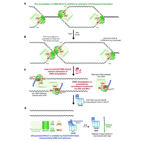 | The model of Saccharomyces cerevisiae replisome disassembly during... | Download Scientific ...