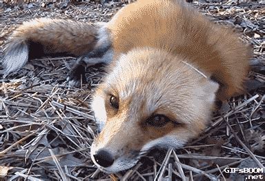 Fox GIF - Find & Share on GIPHY