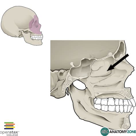 Middle Nasal Concha - AnatomyZone