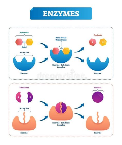 Enzyme Vector Illustration. Labeled Cycle and Diagram with Catalysts ...