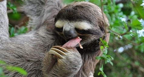 Sloth Facts - 28 Fascinating Facts About Sloths | KickassFacts.com