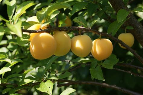 Plum tree Golden Japan - Prunus domestica Golden Japan