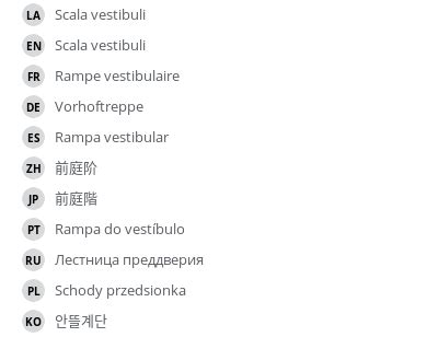 Scala vestibuli - vet-Anatomy - IMAIOS