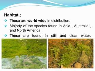 General Account of Chlorophyta & Charophyta | PPT