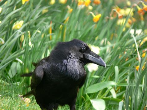 Raven In Grass Free Stock Photo - Public Domain Pictures