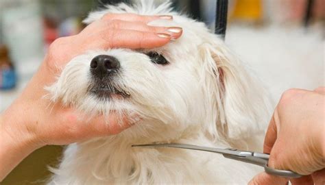 How to Trim Your Dog's Face Hair with Scissors | Dog haircuts, Dog ...