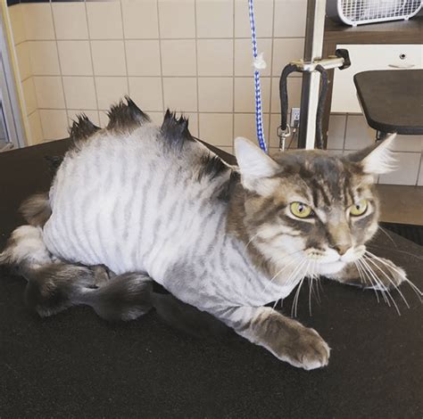 Dinosaur Cat Haircuts Are The New Grooming Trend And I'm Not Sure How To Feel