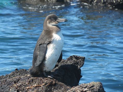 Top Wildlife to see in the Galapagos Islands - Latin Routes