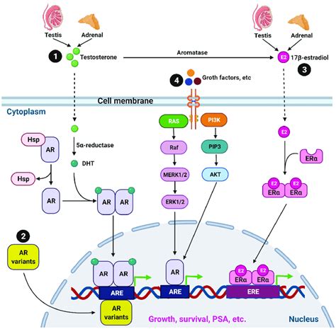 Castration-resistant prostate cancer (CRPC). The normal androgen... | Download Scientific Diagram