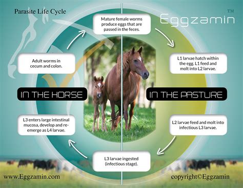 PARASITE LIFE CYCLE from Eggzamin Testing Supplies — Eggzamin™ Best FEC Fecal Egg Count Test ...