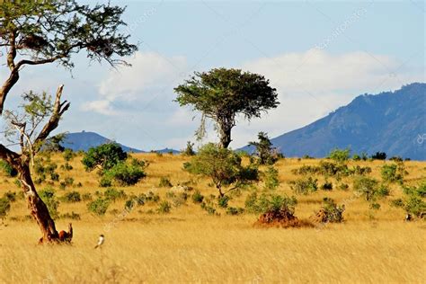 African savannah landscape Stock Photo by ©AndyCandy 31860763