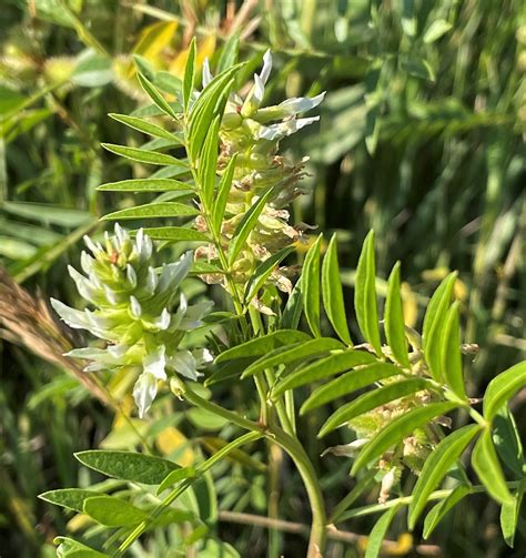 Wild Licorice Shrub - Naturalist Perspective