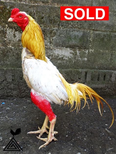 AYAM BIRMA ASLI BUMENSTAR WARNA WHITE GOLD KELAS DUNIA SUPER LANGKA