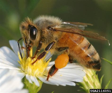 honey bee, Apis mellifera (Hymenoptera: Apidae) - 2116051