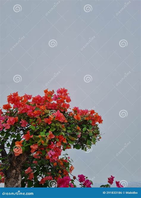 Flowers Bloom Office Background Nature Beauty Stock Photo - Image of background, office: 291833186