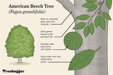 How to Identify the American Beech Tree