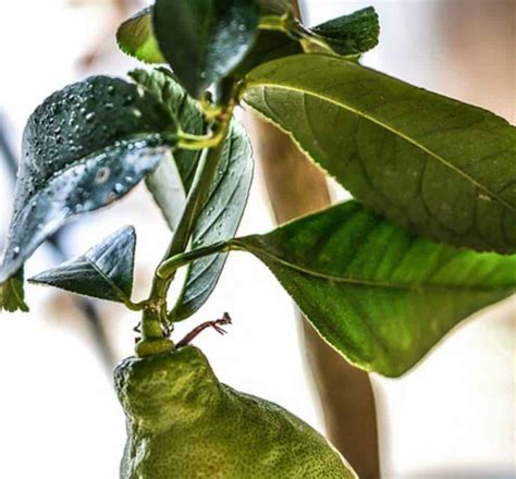 Lemon Tree Leaves Curling? (How to Revive Curling Leaves) – Gardener Report