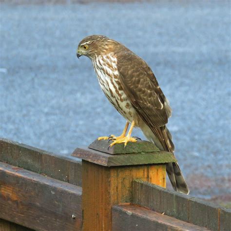 Sharp-shinned Hawk — Badgerland Bird Alliance