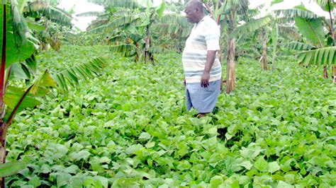 Scientist roots for new technology in banana farming - Daily Monitor