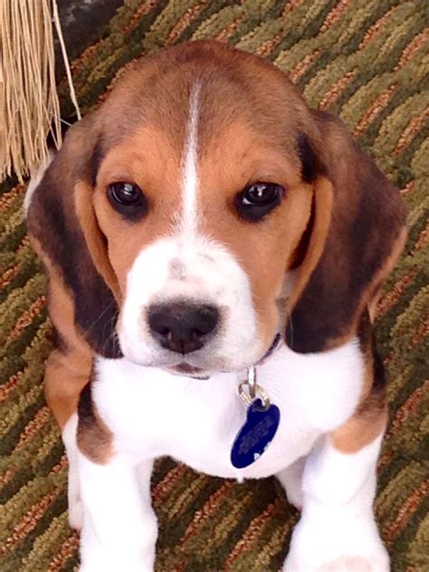 little baby beagle!! :) love him. #beaglepuppy | Cute beagles, Beagle puppy, Baby beagle