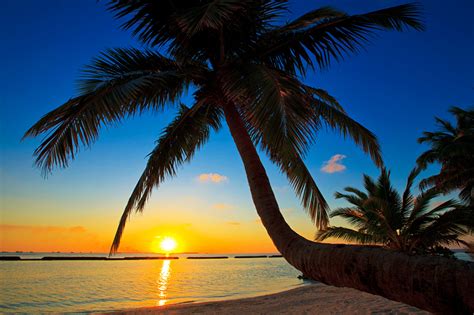 Foto Malediven Sonne Natur Baumstamm Palmengewächse Sonnenaufgänge