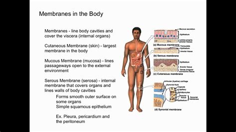 Body Membranes - YouTube