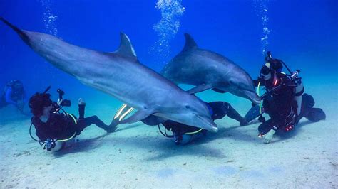 ANTHONY’S KEY RESORT, ROATAN | Dive Training Magazine