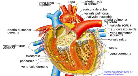 ESTRUCTURA INTERNA DEL CORAZÓN: ACTIVIDAD N° 1