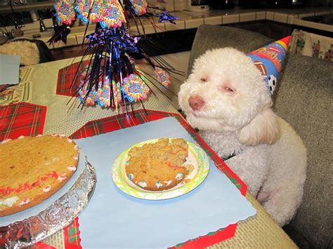 These 31 Happy Birthday Dog Images Are So Cute I'm Wagging My Imaginary Tail