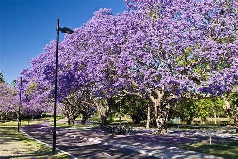 Growing Jacaranda Mimosifolia Trees